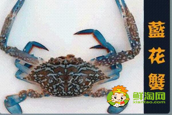 青蟹什么時候最肥美，浙江三門青蟹什么時候最肥美