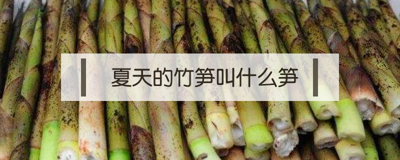 夏天的竹筍叫什么筍