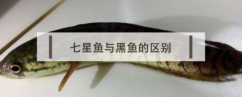 七星魚(yú)與黑魚(yú)的區(qū)別