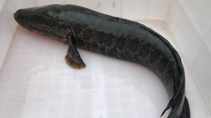 七星魚(yú)與黑魚(yú)的區(qū)別