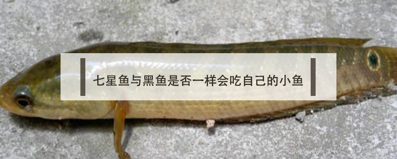 七星魚與黑魚是否一樣會(huì)吃自己的小魚