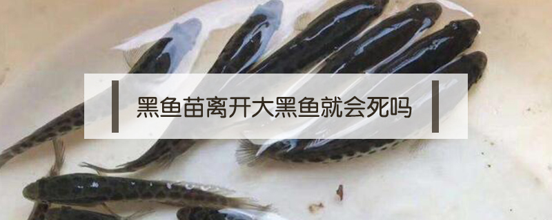 黑魚苗離開大黑魚就會(huì)死嗎