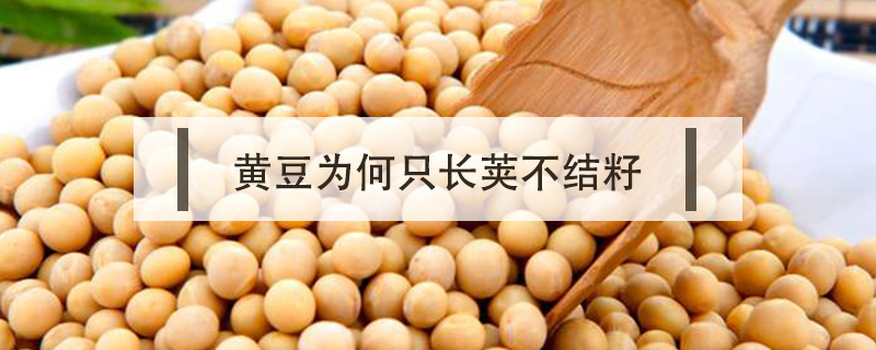 黃豆為何只長莢不結(jié)籽