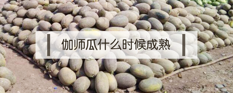 伽師瓜什么時(shí)候成熟