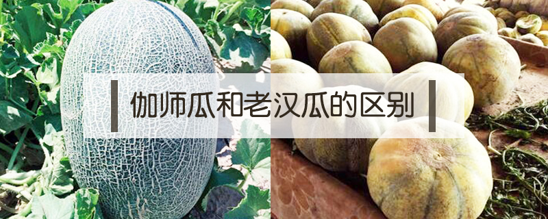 伽師瓜和老漢瓜的區(qū)別