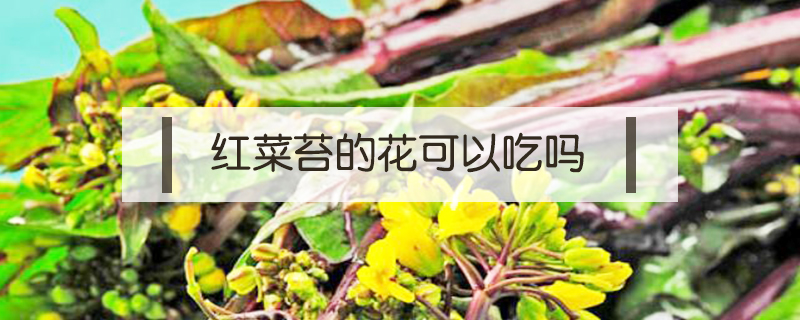 紅菜苔的花可以吃嗎
