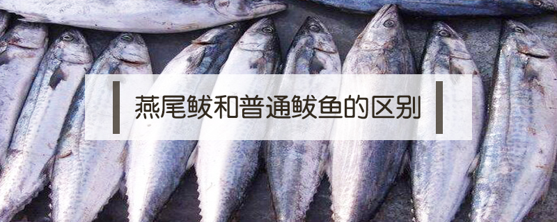 燕尾鲅和普通鲅魚的區(qū)別