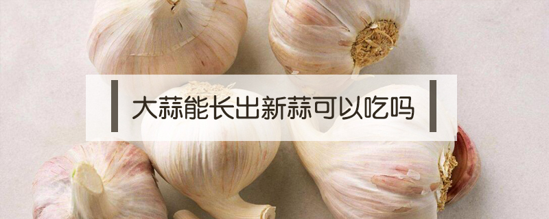 大蒜能長(zhǎng)出新蒜可以吃嗎