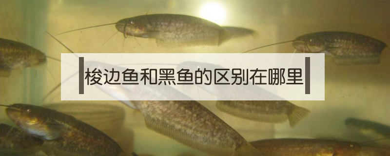 梭邊魚和黑魚的區(qū)別在哪里