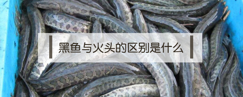 黑魚與火頭的區(qū)別是什么