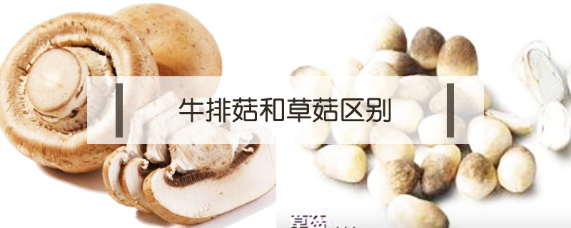 牛排菇和草菇區(qū)別