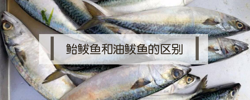 鮐鲅魚和油鲅魚的區(qū)別