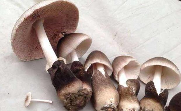 牛排菇和草菇區(qū)別