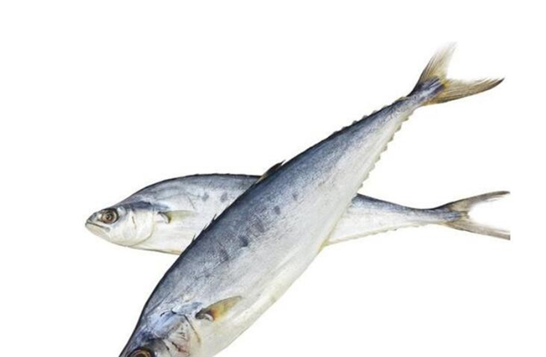 鮐鲅魚和油鲅魚的區(qū)別