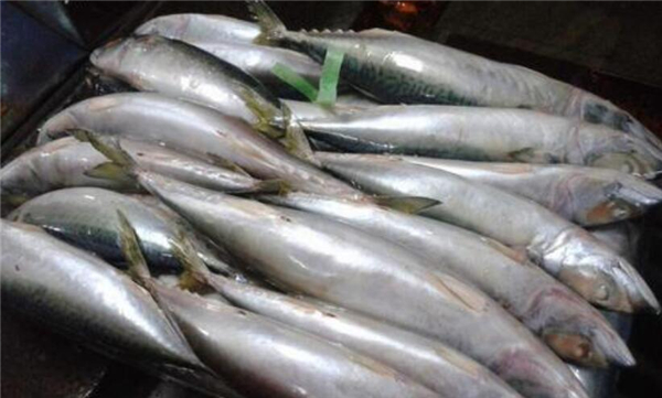 鮐鲅魚和油鲅魚的區(qū)別