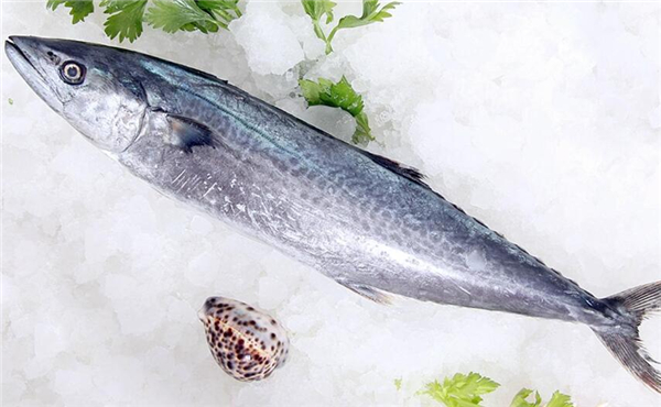 鮐鲅魚和油鲅魚的區(qū)別