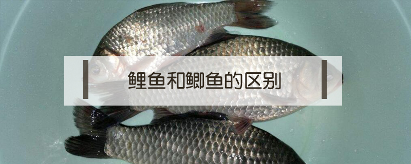 鯉魚和鯽魚的區(qū)別