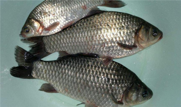 鯉魚和鯽魚的區(qū)別