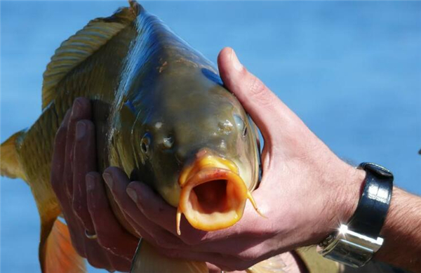 鯉魚和鯽魚的區(qū)別