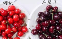 車?yán)遄雍蜋烟沂峭环N水果嗎，車?yán)遄拥谋４娣椒?></a>
						<a href=