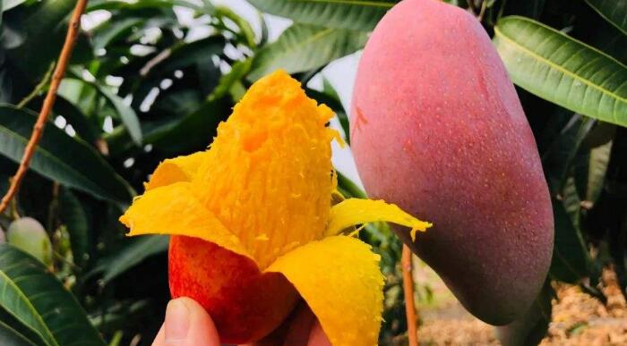 芒果怎么切方便吃，吃芒果的好處