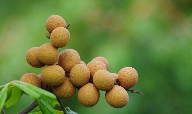 龍眼上火嗎，龍眼和桂圓的區(qū)別