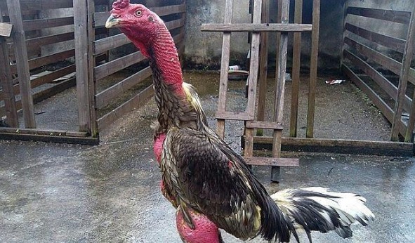 山東鄆城特產(chǎn)有哪些