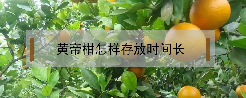 黃帝柑怎樣存放時(shí)間長