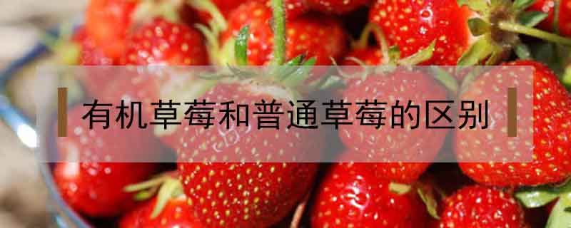 有機(jī)草莓和普通草莓的區(qū)別
