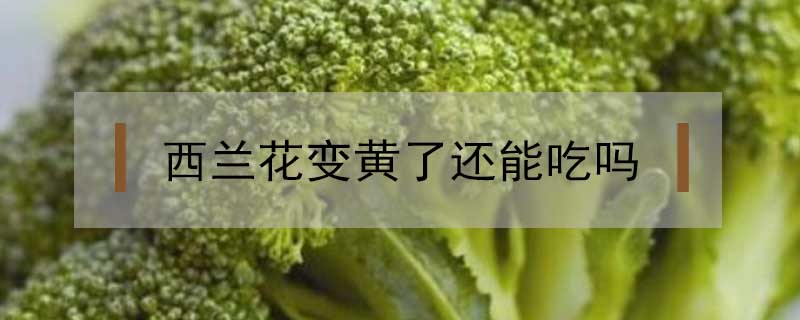 西蘭花變黃了還能吃嗎