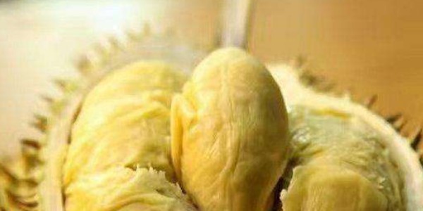 金枕榴蓮不開口熟嗎