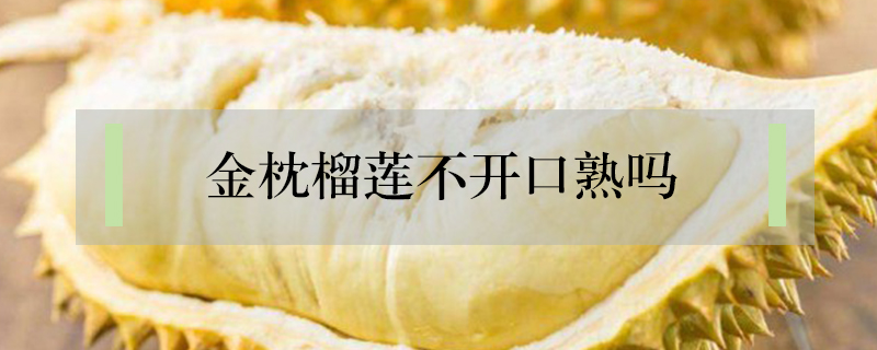 金枕榴蓮不開口熟嗎