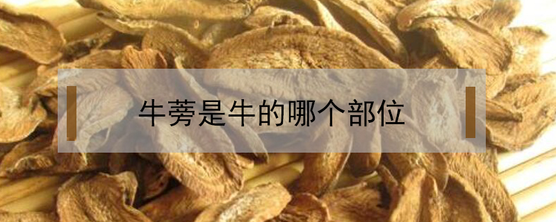 牛蒡是牛的哪個(gè)部位