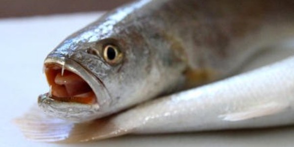 泥猛魚(yú)什么人不能吃