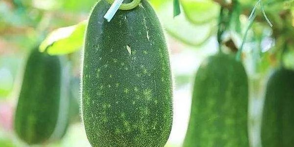 東瓜與冬瓜一樣嗎