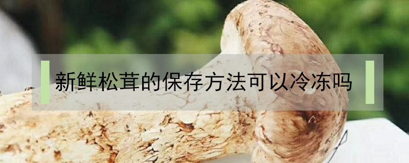 新鮮松茸的保存方法可以冷凍嗎