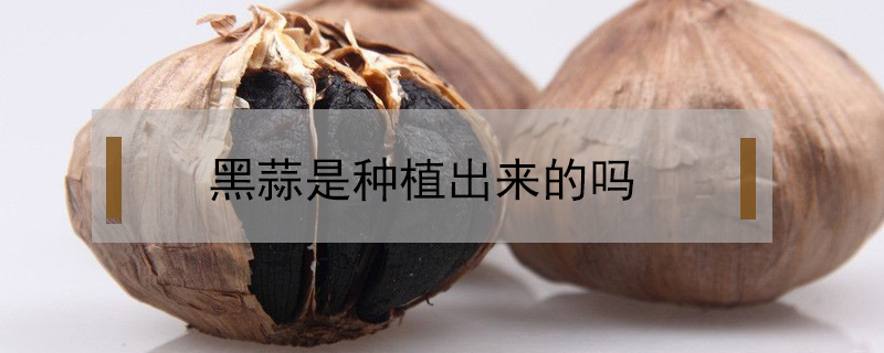 黑蒜是種植出來(lái)的嗎
