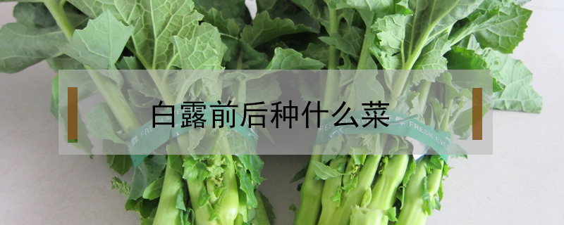 白露前后種什么菜