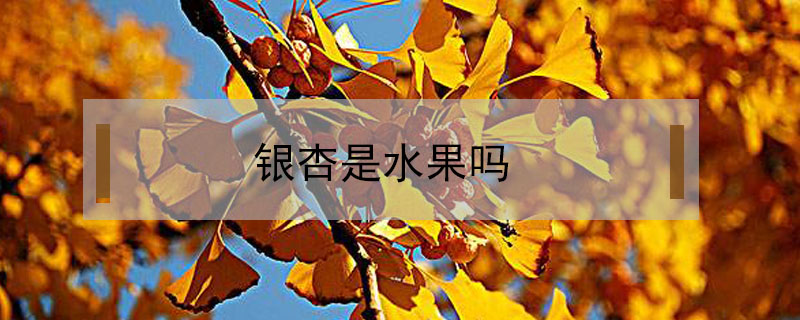 銀杏是水果嗎