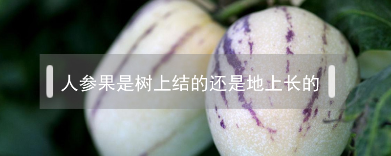 人參果是樹(shù)上結(jié)的還是地上長(zhǎng)的