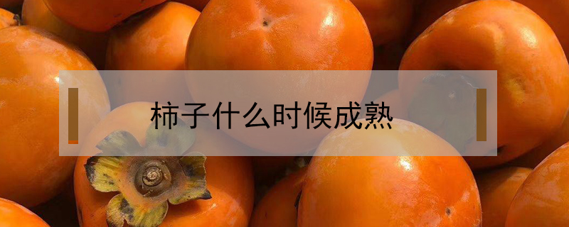 柿子什么時(shí)候成熟
