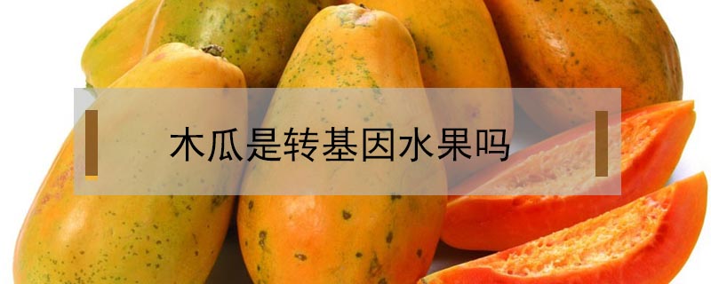 木瓜是轉(zhuǎn)基因水果嗎