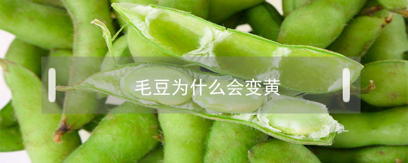 毛豆為什么會(huì)變黃
