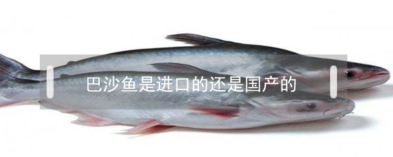 巴沙魚是進(jìn)口的還是國產(chǎn)的