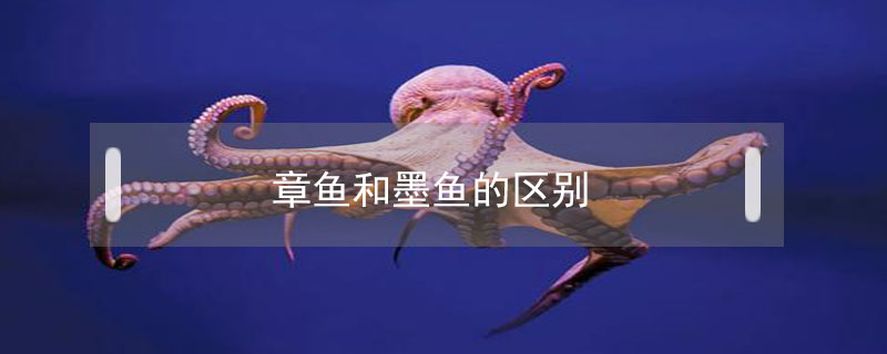 章魚和墨魚的區別