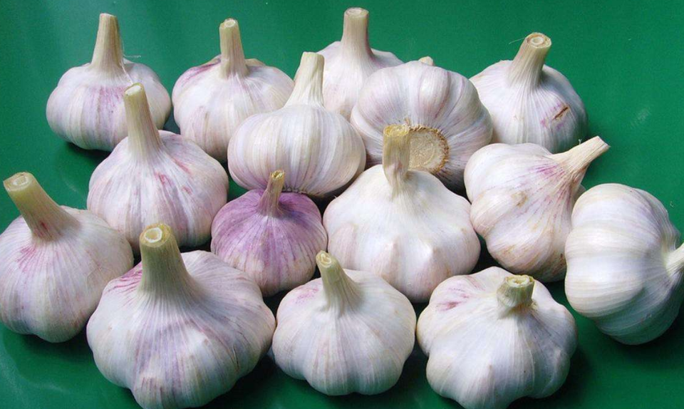 家庭怎樣保存大蒜不發(fā)芽