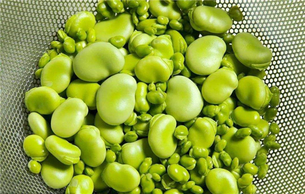 吃蠶豆對(duì)身體有什么不好