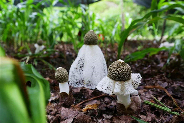 竹蓀要剪掉上面的網嗎