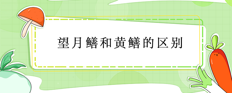 望月鱔和黃鱔的區(qū)別