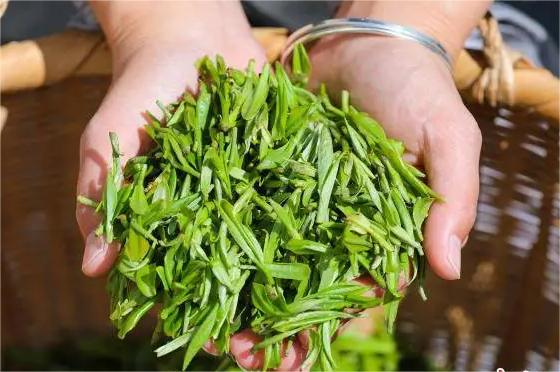 綠茶有哪些品種